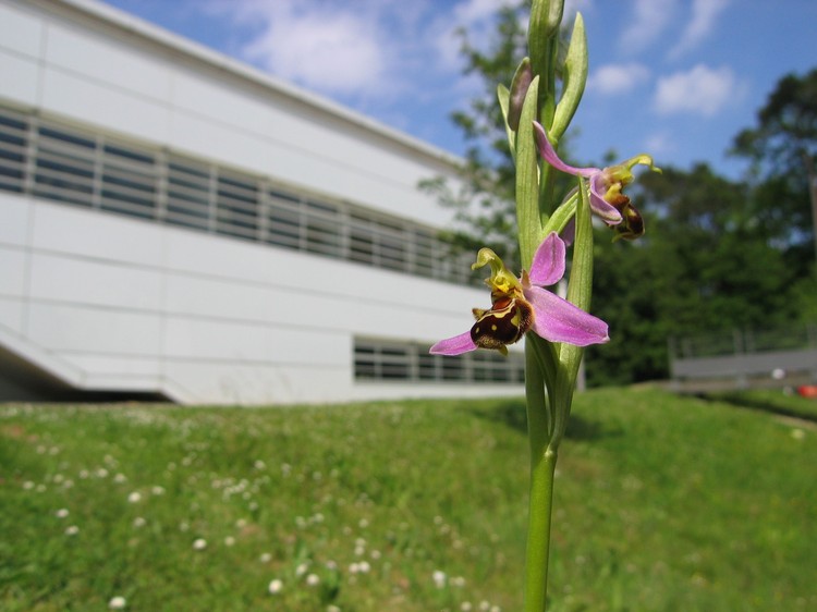 Ophrys apifera